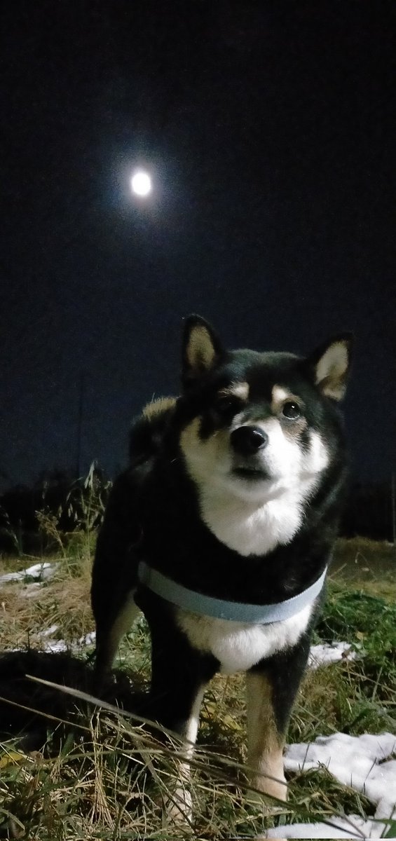 まめたろう (@mamemamemakmaki) / Posts / X