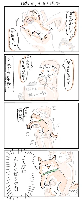#4コマ漫画 #柴犬
ぽてと、大きくなった。 