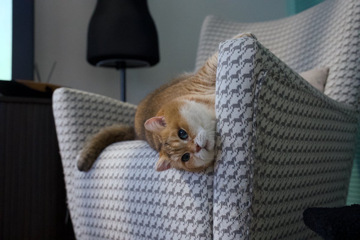 Hosico_cat's tweet image. Hi guys! 👋