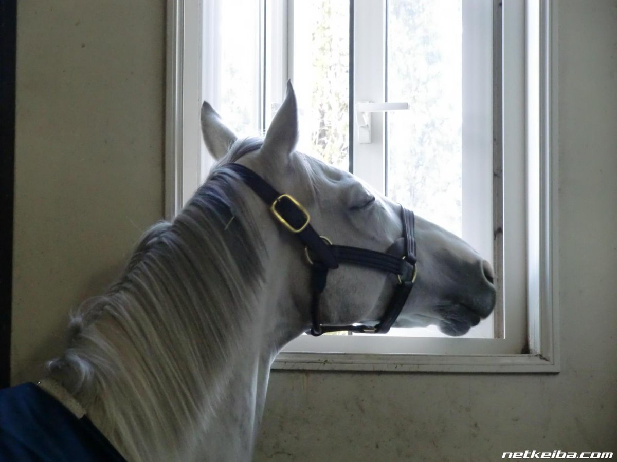 ゴールドシップ  
#ウマ娘 #umamusume