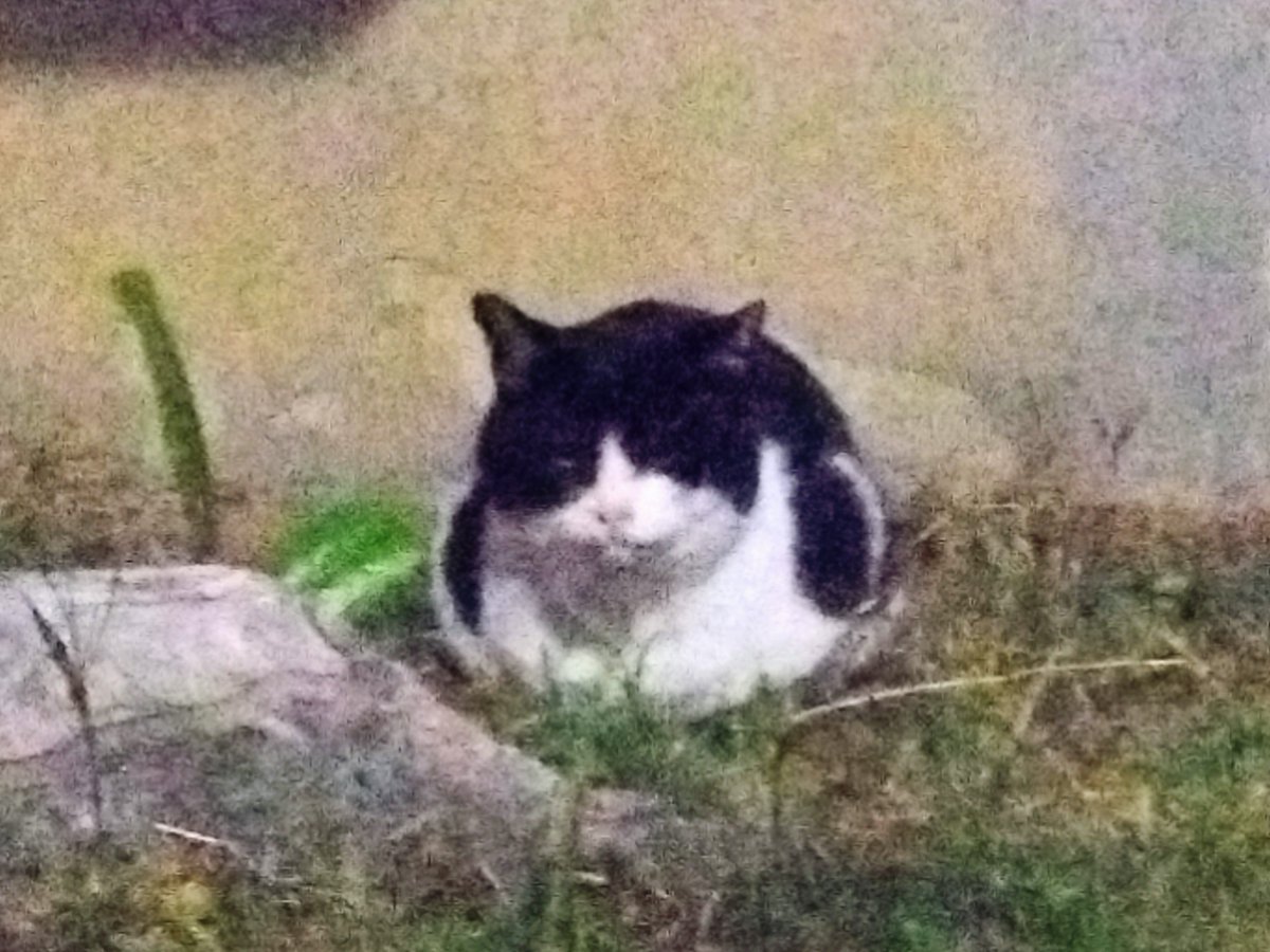 今季一番の寒い一日。
今夕の1枚：おや、" The 野良 " 君、おひさ。
#nkchk #cats #猫