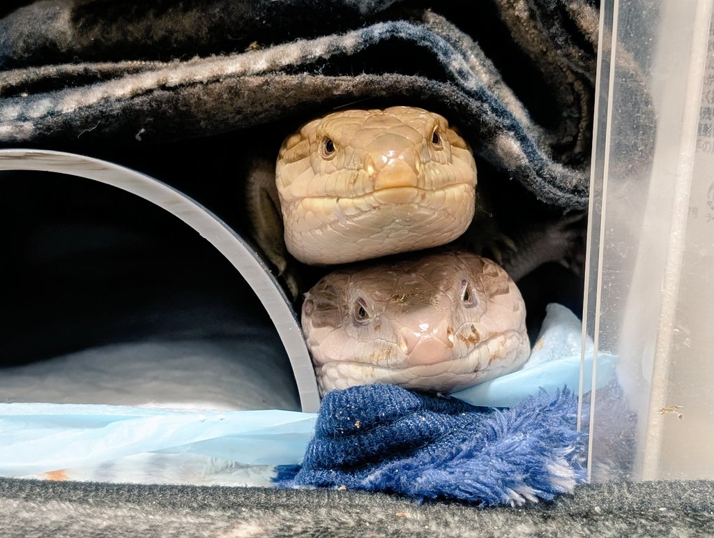 右クリック(2025年度キタアオジタ販売中) (@Migi_c) / Posts / X