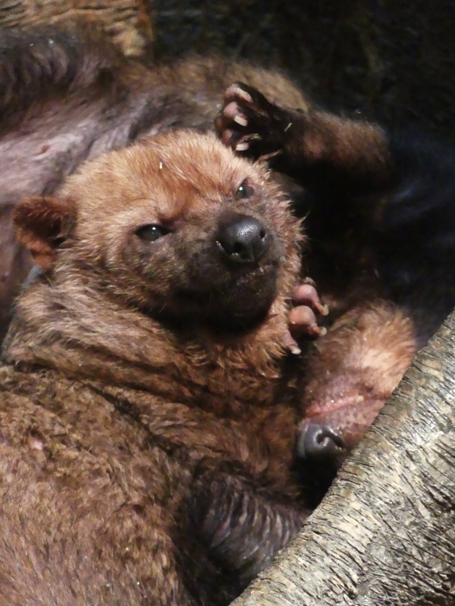 𝑚𝑎𝑟𝑢(ﾏﾙ) (@maru2022) / Posts / X