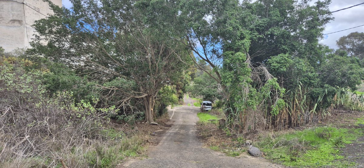 🌳✨ <a href="/LimpiezaLPGC/">Servicio Municipal de Limpieza</a>  actuó en la calle Guamasa de #LasMesas, llevando a cabo una poda de los árboles que reducían el espacio y complicaban el paso por la vía de acceso. 🪚🌿

Esta actuación mejora y facilita una circulación más segura para la zona. ✔️🚶‍♂️🚗

#distritotamaraceite