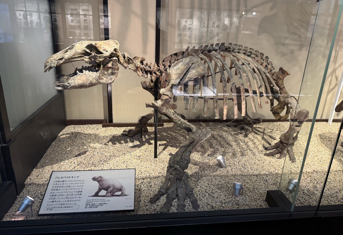 YASAI_fossil's tweet photo. 週末の #古生物学会 では3日目にパレオパラドキシア科のナチュラルエンドキャストについて口頭発表させていただきます。
皆様よろしくお願いします！ https://t.co/qMHPkUuJCj