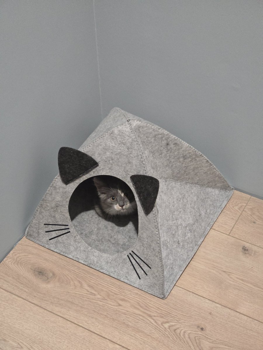 Надеюсь долина не отожмет ушастый домик у Сушки #коточетверг #сушка