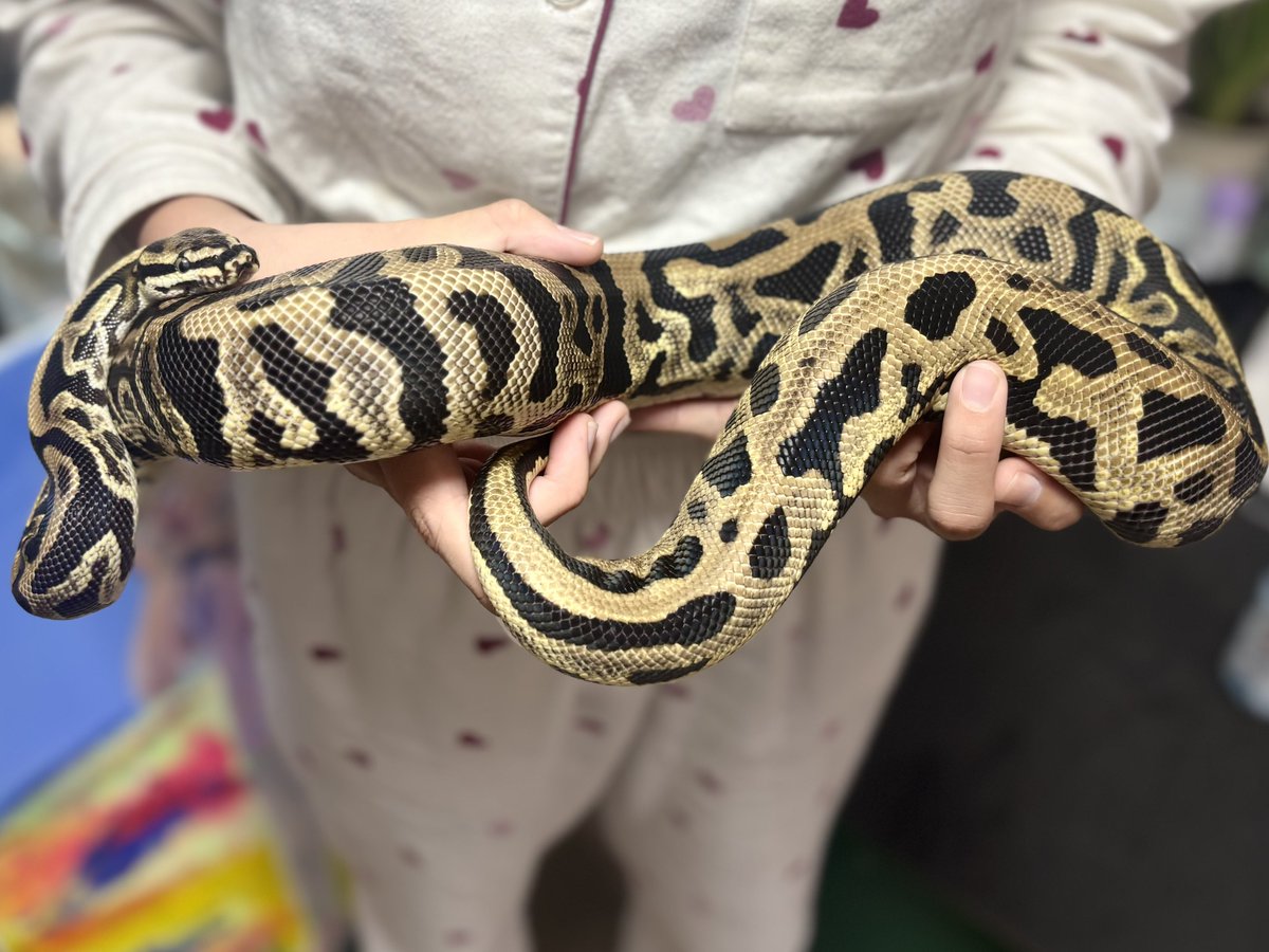 h904K1ivGXHzBJH's tweet image. 珍しく娘からハンドリングの要望☺️
脱皮完了✨
#ballpython
#ボールパイソン