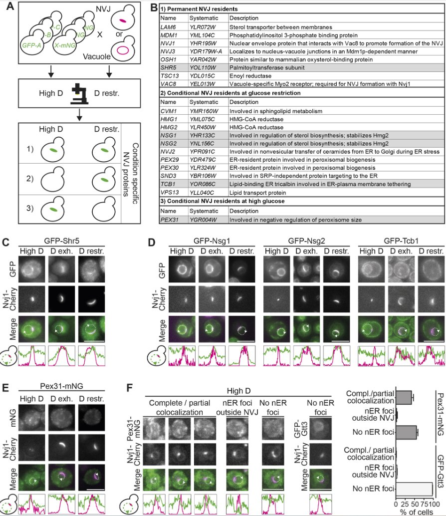 J Cell Science tweet media