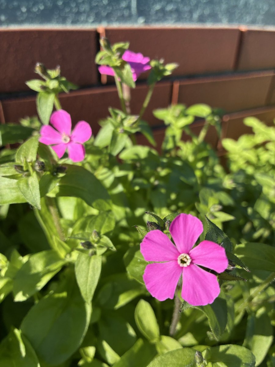 こんにぴあ

師走って　師も走るっていうんだけど
ゆっくり歩こう

さて先週(11/25〜11/28)の相談は
電話　13件
メール　3件
面会　2件
でした