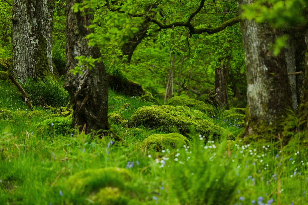 Natures_Voice's tweet image. England’s most important nature sites are being failed.❌

Protected sites can and should be driving nature’s recovery.

But today’s OEP report exposes the real problem: years of weak delivery, underfunding and political drift have left them unable to do the job the law intended.
