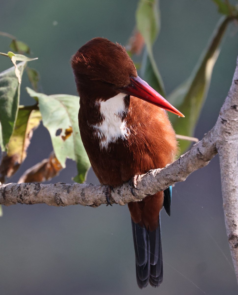 Richie Gannon tweet media