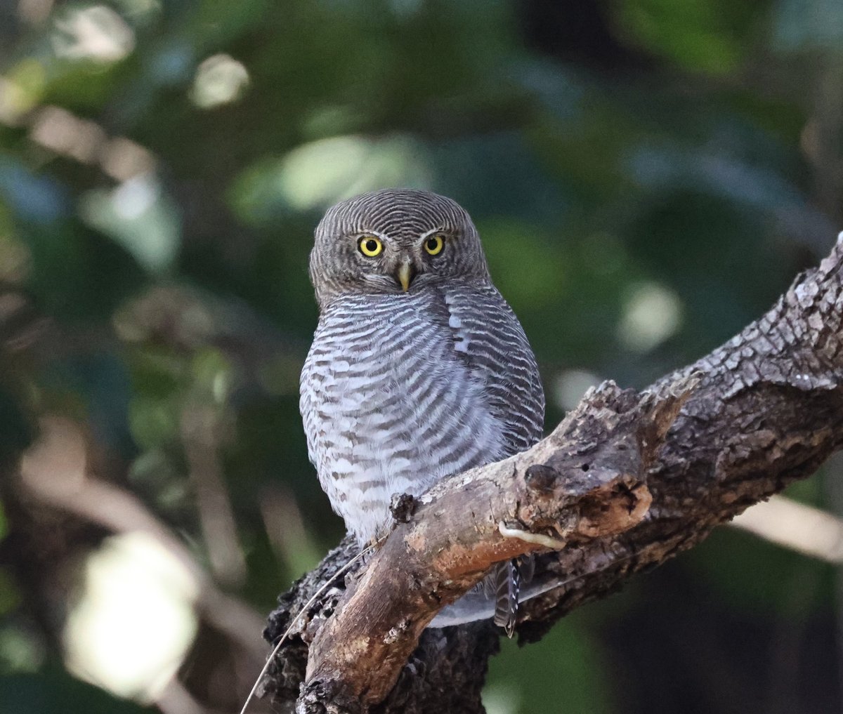 Richie Gannon tweet media