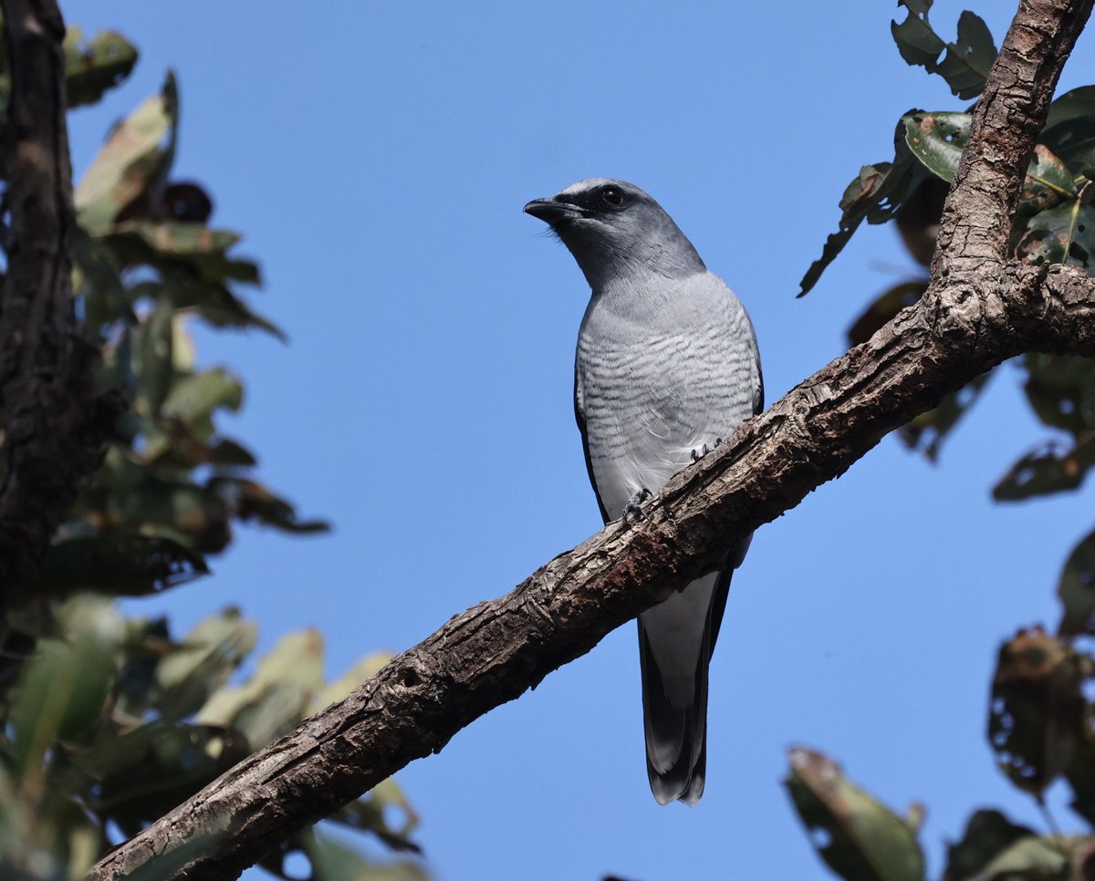 Richie Gannon tweet media