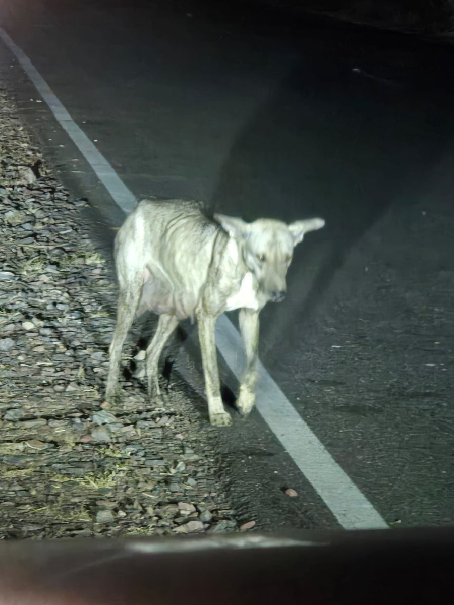 jangraashok's tweet photo. Spotted this animal on a night drive in Rajasthan and was completely surprised! Any idea whether it’s a jackal, a hyena, or something else? #wildlife https://t.co/0lhr6wsS2R