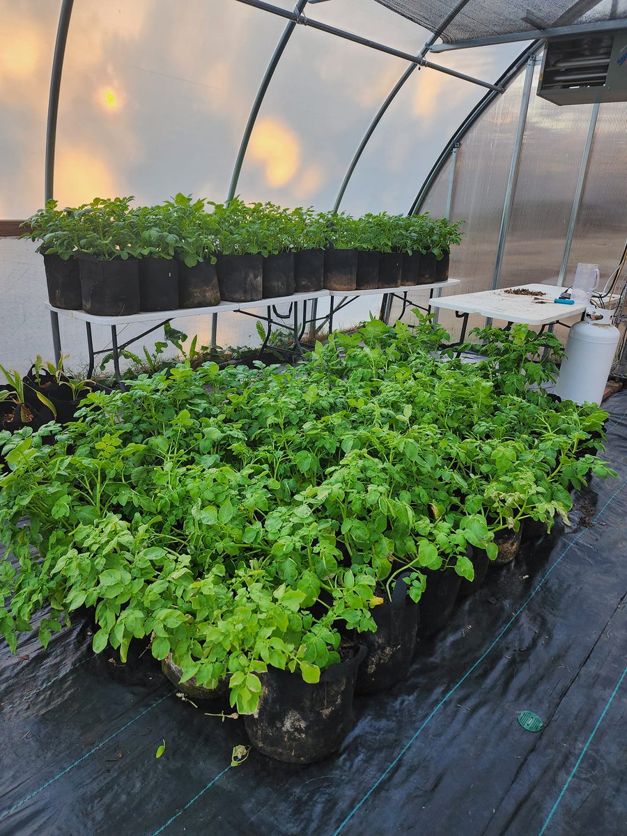 DawnLau19's tweet photo. Do plants grow better in fabric pots? 🪴
In many cases, yes!!
🌱Fabric pots improve plant growth by providing superior airflow, root aeration, and drainage compared to traditional plastic pots.

#fabricpots #gardening #DawnLau #SwiftGardenSupply https://t.co/aJltV8NKcf