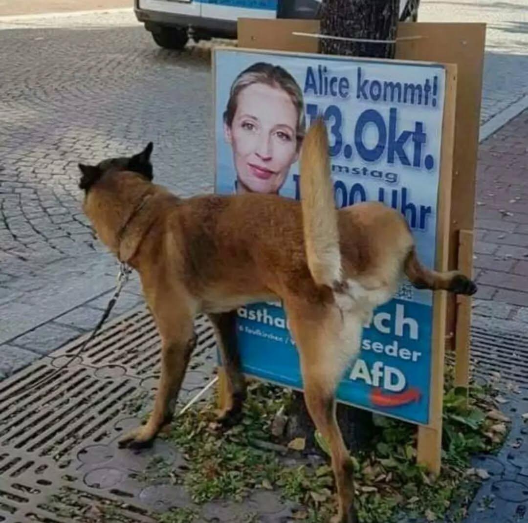 #AFDVerbotsverfahren jetzt