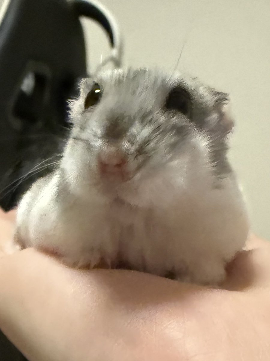 Cv3Fp's tweet image. 🦭