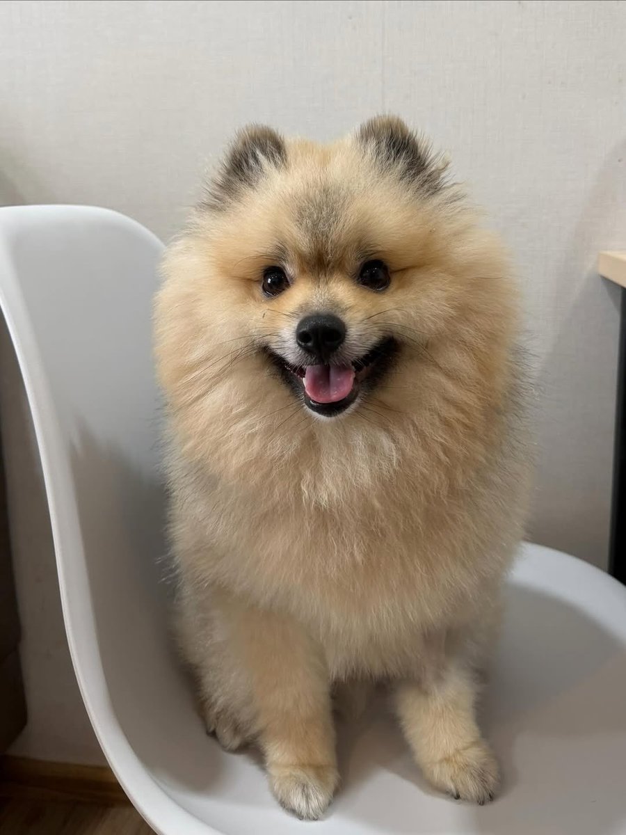 Happy birthday Sunny boy, always a little boy in his mama's eyes 🐶🐽

#FayePeraya 
#ฝ้ายพีรญา
#SunnyZeza