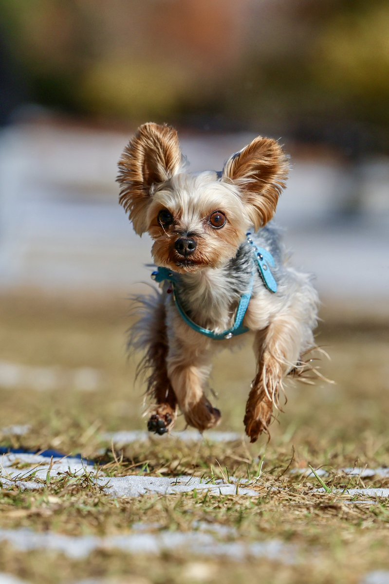 ヨークシャテリア