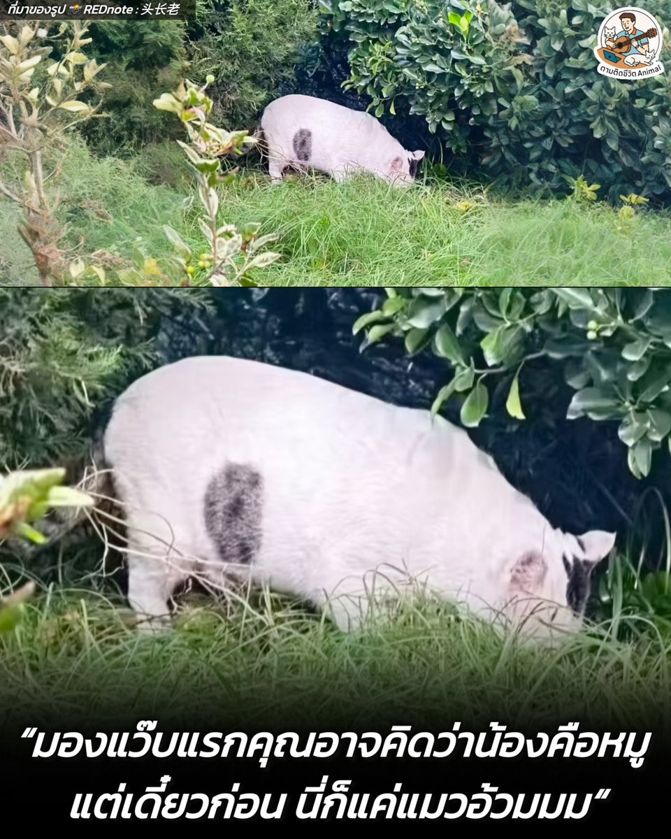 หยุดก่อนนุด มองเราดีๆ พี่ก็แค่แมวกินแซ่บไปหน่อย เลยอ้วมแบบนี้ ไม่ใช่หมูอย่างที่เธออคิดหรอกนะ 🤣🤣🤣
อาณาจักรสัตว์โลก มีม&amp;สาระ By ตามติดชีวิตAnimal
#แมว #หมา #ทาสแมว #อาณาจักรสัตว์โลก #ตามติดชีวิตAnimal