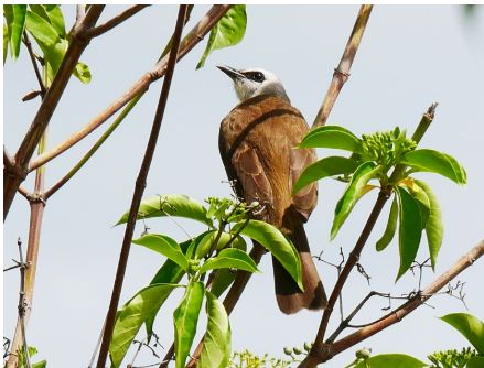 informeaportal's tweet photo. New Course!
The @CITES Amendment of Appendices I &amp; II Course is now live on InforMEA.
Learn how to draft and submit proposals to amend the CITES Appendices; including criteria, special cases, and CoP procedures.
https://t.co/NY6J3bU8aT https://t.co/308WZPH3Ra