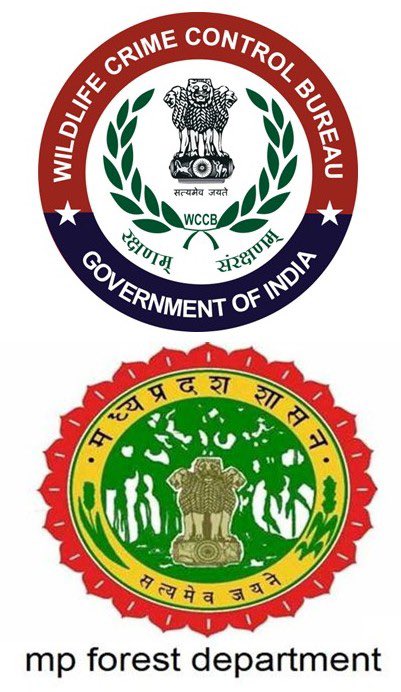 WCCBHQ's tweet image. MAJOR WIN against #WildlifeCrime! In a 10-year-long effort, MPSTSF &amp;amp; WCCB have arrested Ms.YangchenLachungpa, an absconding international #Tiger &amp;amp; #pangolin trafficker with INTERPOL Red Notice, with great support from @SikkimPolice &amp;amp; administration @moefcc @STSF @CBIHeadquarters