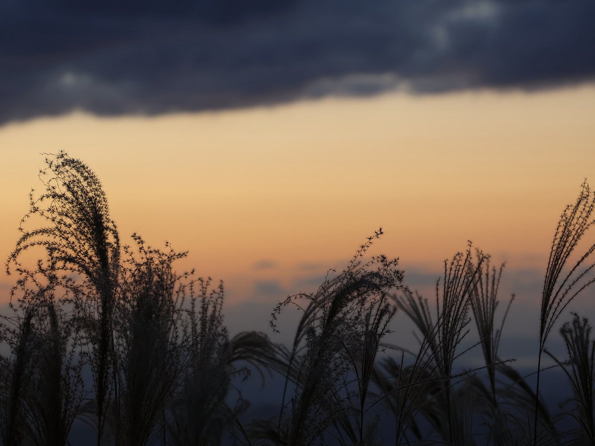 すすきの夕景

秋も終わりましたね✨