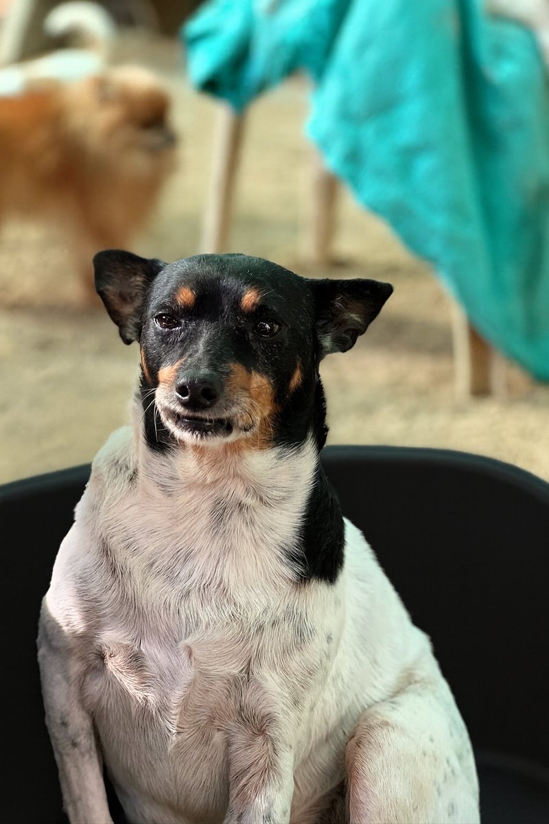 TURCO en adopción😍

📍Sueca, València

Rescatado hace unos años en estado y con analíticas deplorables, positivo a leishmania. Cambio notable ante el tratamiento. Tranquilo y muy cariñoso, para personas que necesiten llevar una vida tranquila.

WhatsApp al 621260314 📲