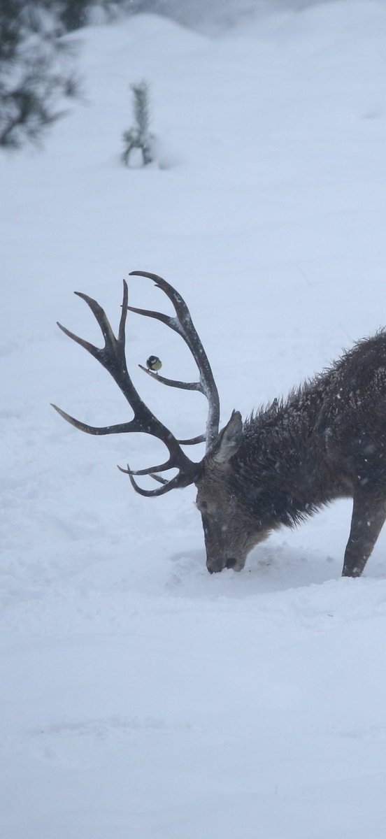 Pieter v Vollenhoven tweet media