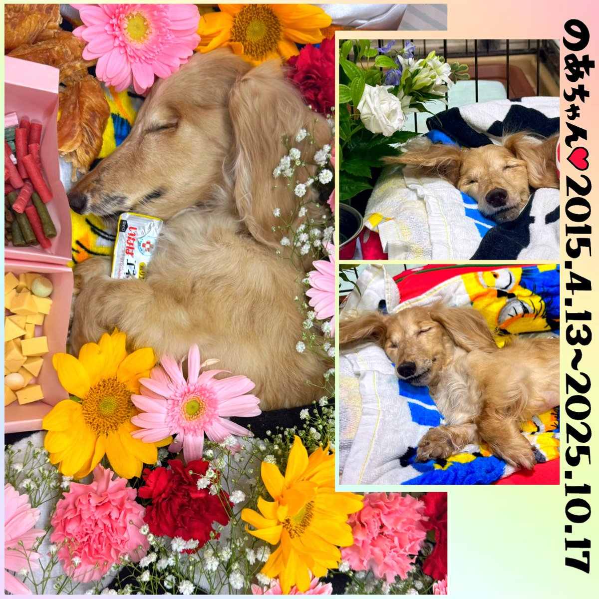 COCOERY_212's tweet photo. 2025年12月4日
大切な家族『のあ』の四十九日でした｡
のあの魂が天国にお引越しの日｡

https://t.co/lIoLuDFCOP

#虹の橋 #虹組 #大切な家族 
#虹組のみんなが幸せでありますように https://t.co/EsbgjHd0r8