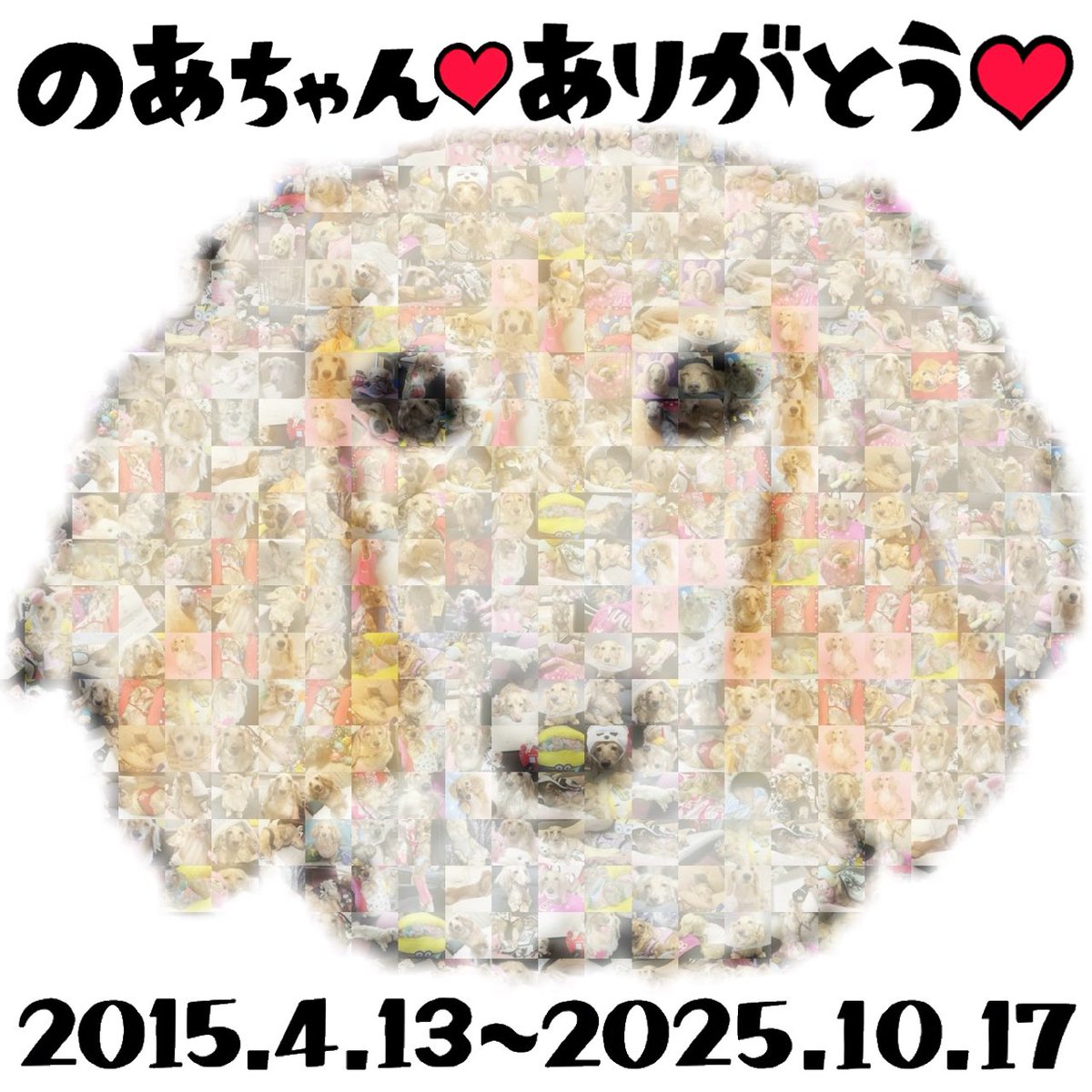 COCOERY_212's tweet photo. 2025年12月4日
大切な家族『のあ』の四十九日でした｡
のあの魂が天国にお引越しの日｡

https://t.co/lIoLuDFCOP

#虹の橋 #虹組 #大切な家族 
#虹組のみんなが幸せでありますように https://t.co/EsbgjHd0r8
