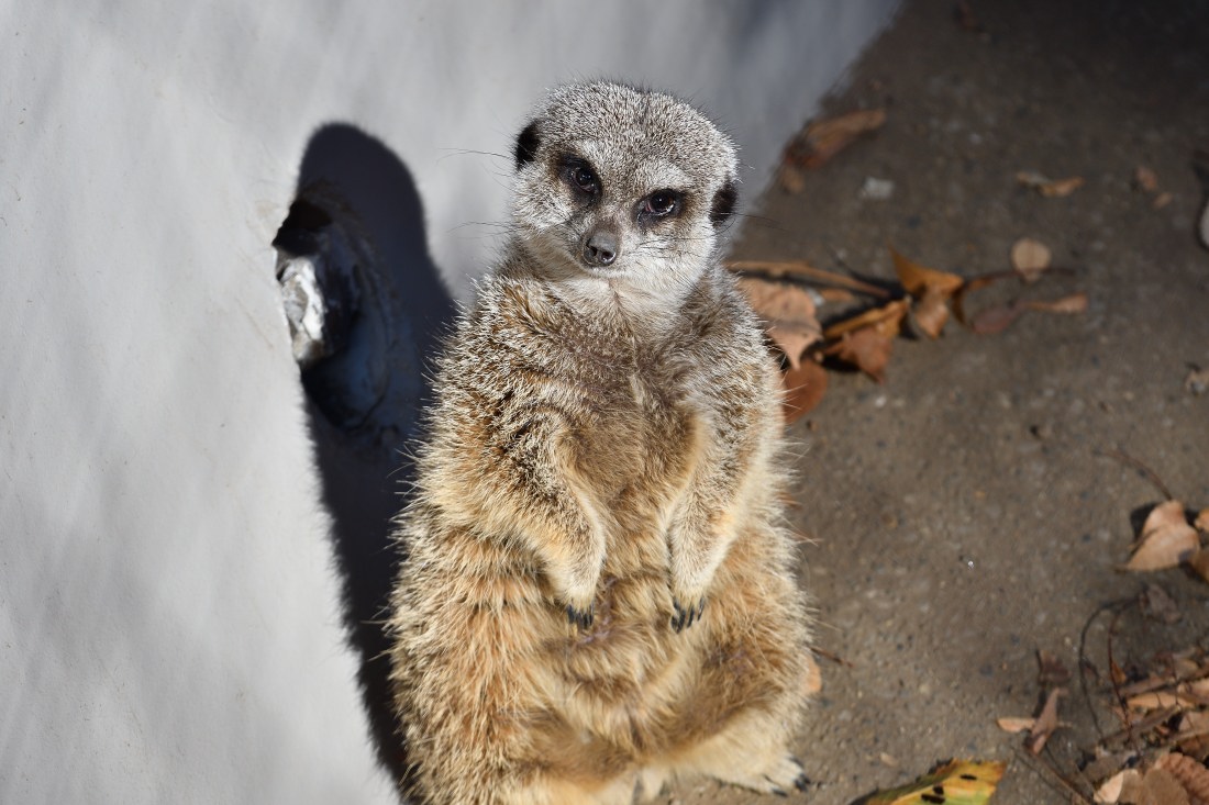 ミーアキャット