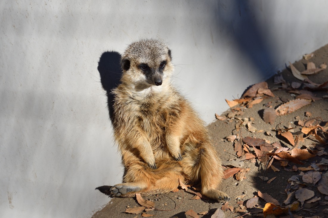 ミーアキャット