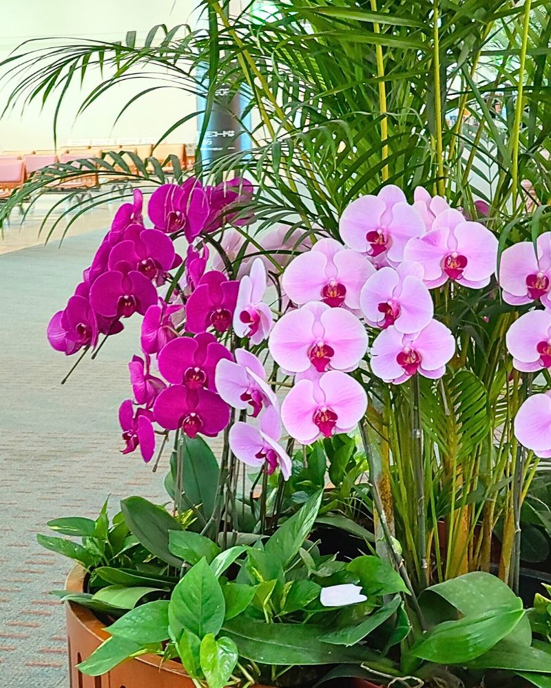 nahaairport_oka's tweet photo. 沖縄では一年中見ることができる胡蝶蘭🌼
実は寒さに非常に弱い花なんです⛄️
熱帯地域の花なので、日本の冬は寒すぎる環境なんですね。
沖縄は胡蝶蘭を育てやすい環境であることから、蘭の花を楽しめる場所も多いです！
那覇空港でもたくさんの蘭の花が皆様をお待ちしておりますよ😊 https://t.co/EZ61kv5InJ