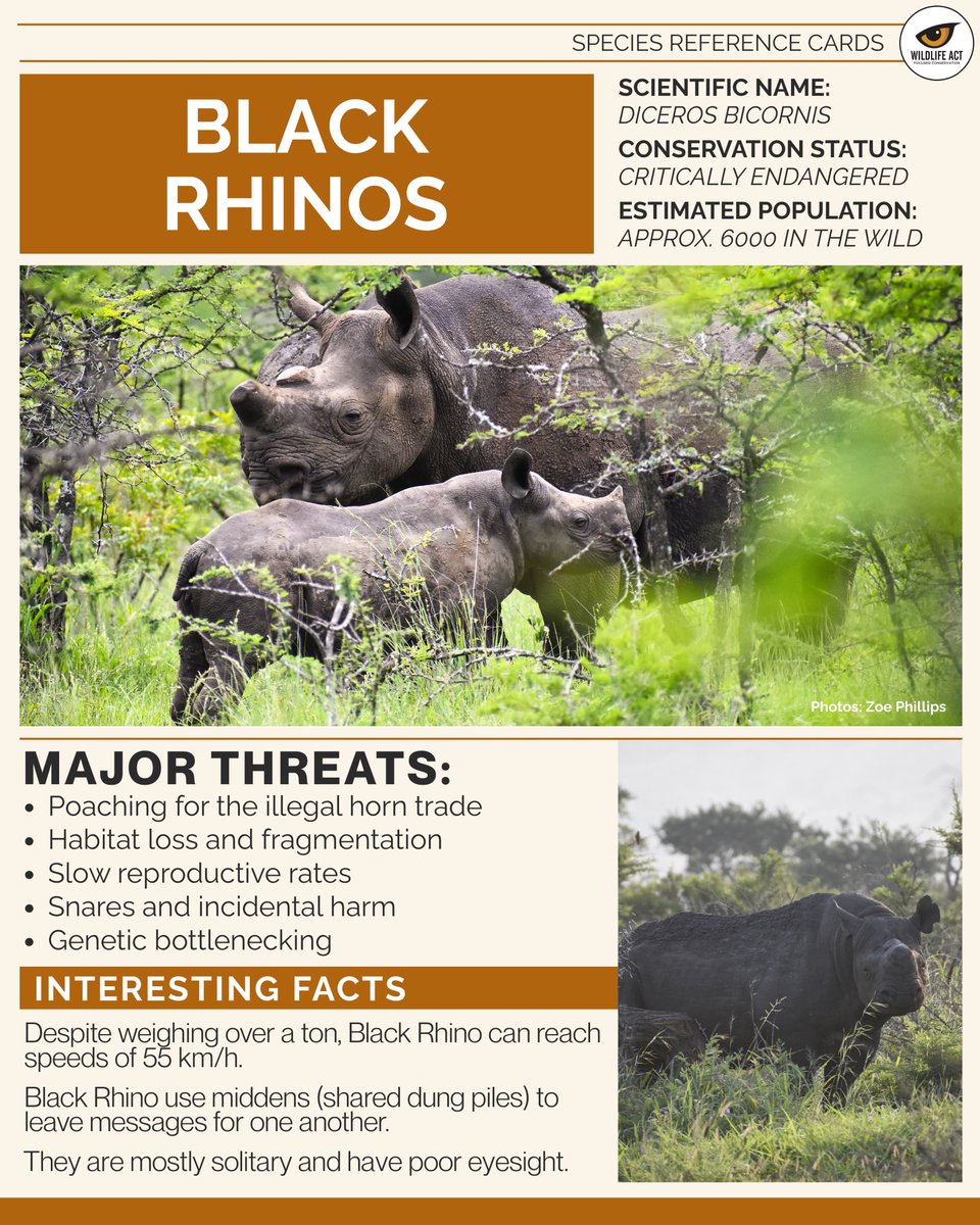 wildlifeact's tweet image. Today is #WorldWildlifeConservationDay  and a reminder of the importance of conserving African endangered and priority species. 

Which species would you like to learn more about or help bring attention to today?