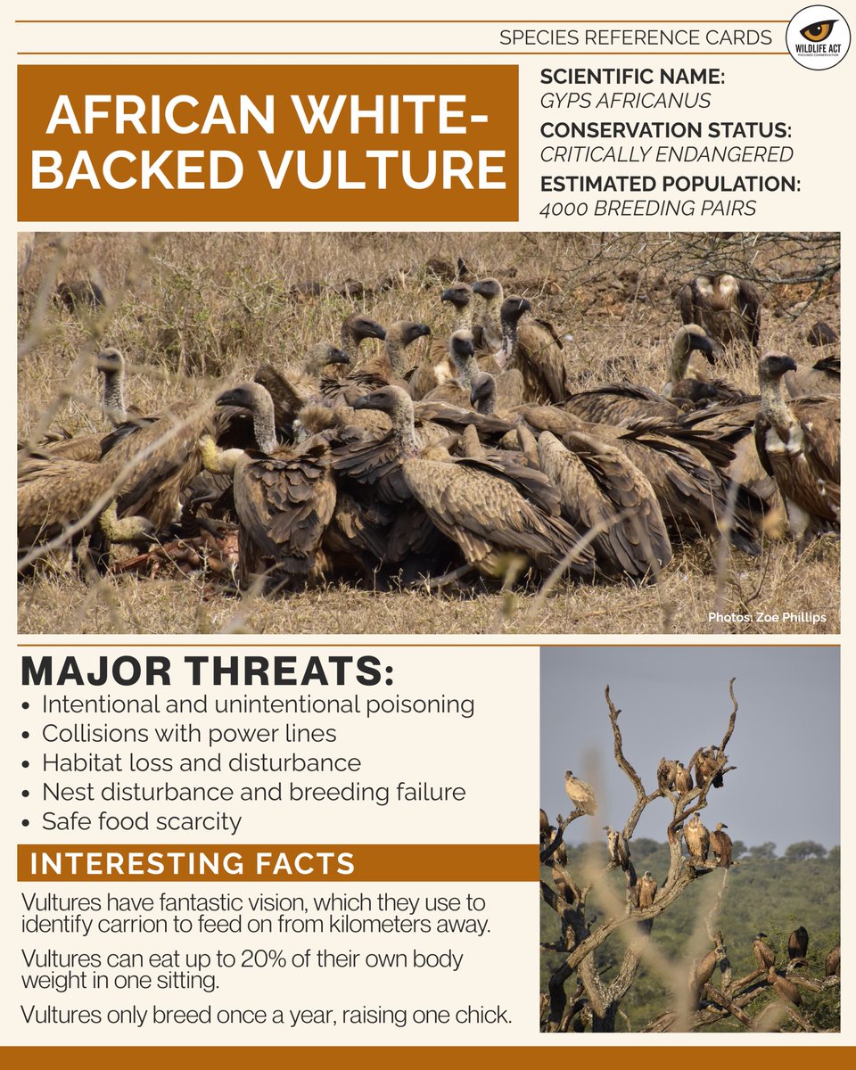 wildlifeact's tweet image. Today is #WorldWildlifeConservationDay  and a reminder of the importance of conserving African endangered and priority species. 

Which species would you like to learn more about or help bring attention to today?