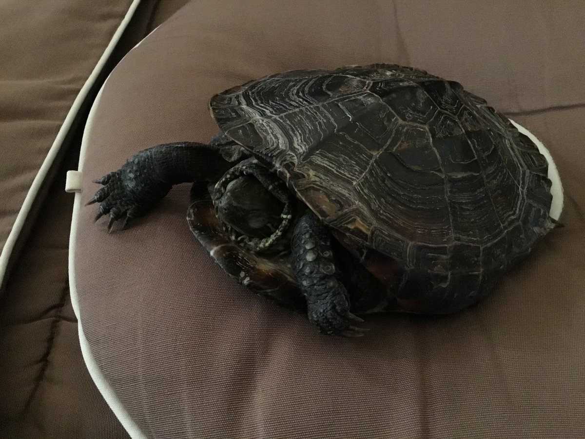 （ドラゴンもかまぼこ食うんかな……？）