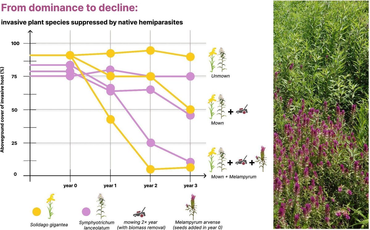 Biocontrol by a native hemiparasite: Rapid suppression of noxious invasive plants in a field experiment 🌷

Demonstrates Melampyrum arvense as a biocontrol tool suitable for containing two harmful invasive species 📊

🔗 doi.org/10.1111/1365-2…