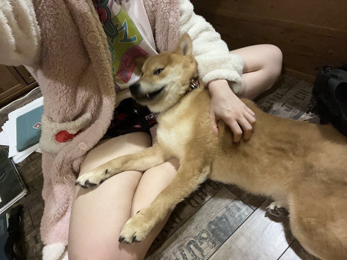 DoryyExpx33's tweet image. Crazyyyy boy :&amp;gt; 
#shibainu #doggo #puppy