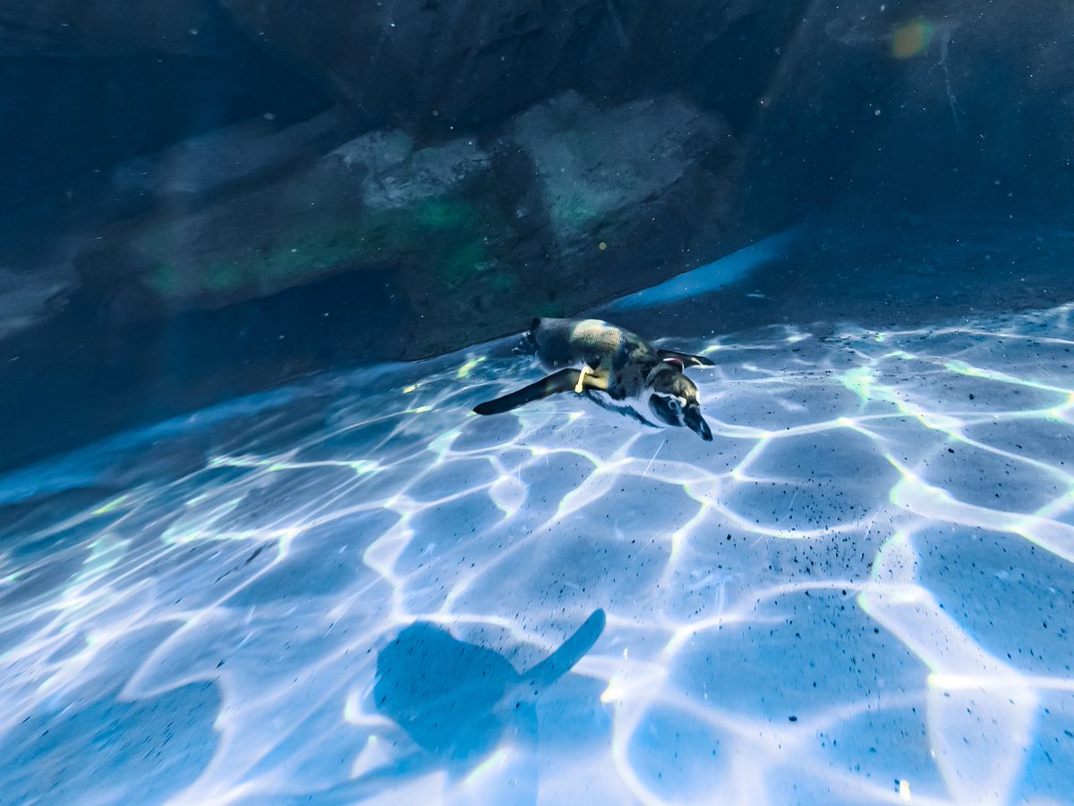 るるなっく (@ruru79) / Posts / X