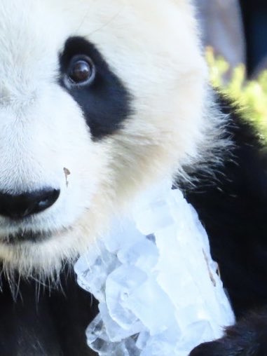 ちーじー🐼🌼 (@mutasokj) / Posts / X