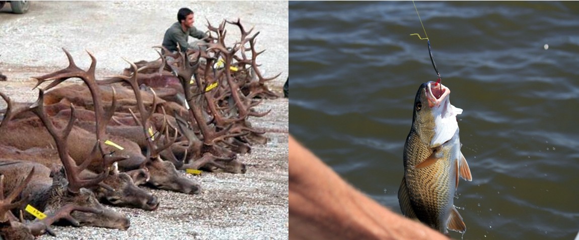 Foto cedida por Plataforma Ecologista