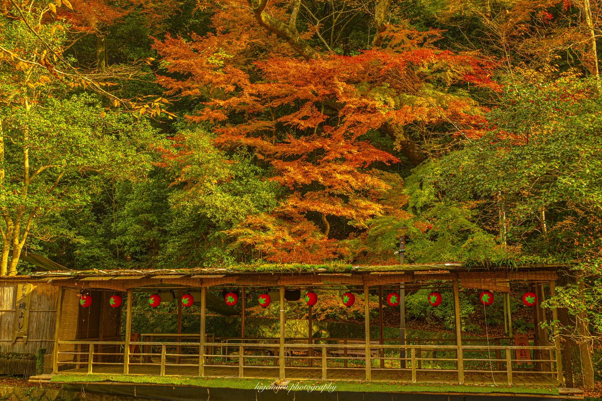 箕面滝道の紅葉。箕面公園入口の一の橋から瀧安寺までの箕面川沿いは