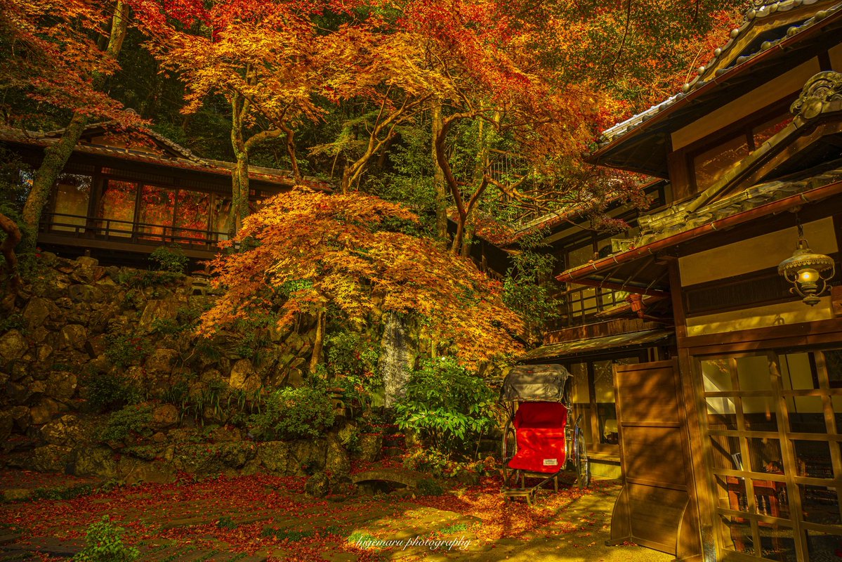 箕面滝道の紅葉。箕面公園入口の一の橋から瀧安寺までの箕面川沿いは