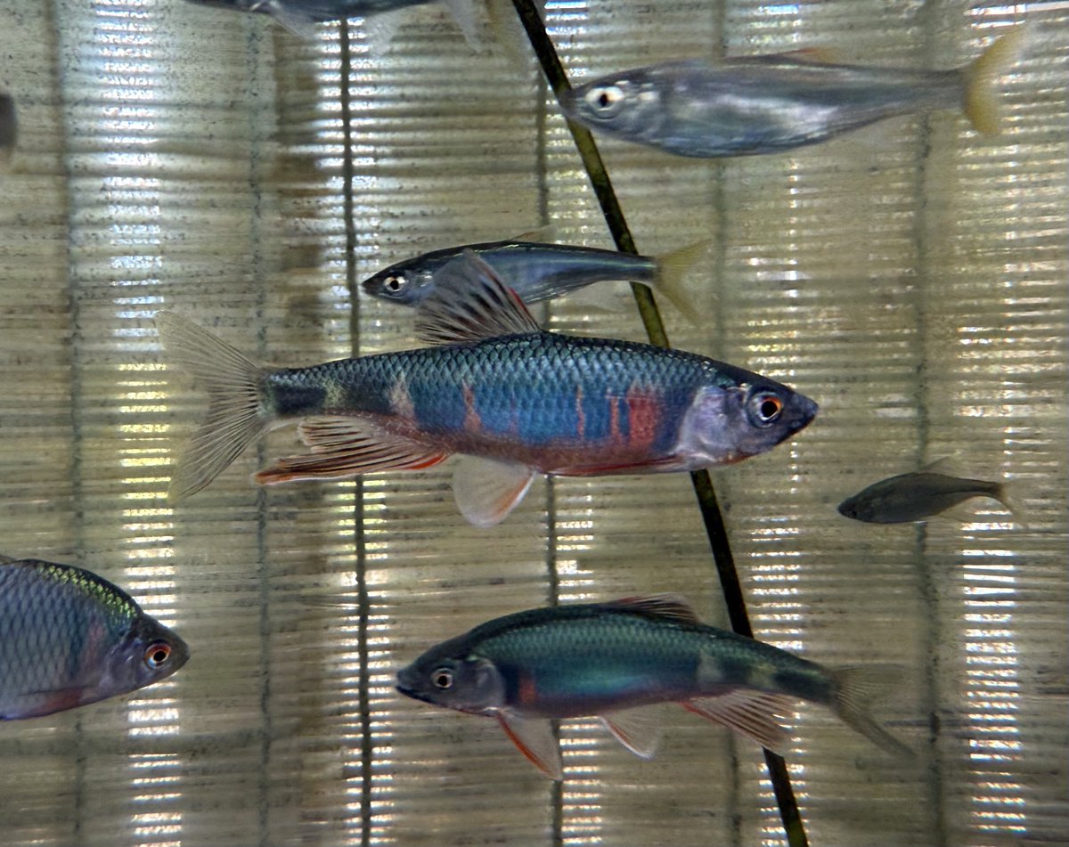 #毎月開催愛魚写真コンテスト

魚種名: オイカワ
撮影機材: iPhone 16 pro