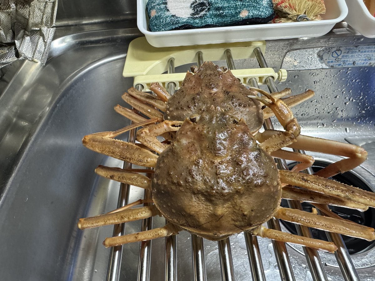 しげっち………yosirou (@ckjLQOLWGJd3Esq) / Posts / X