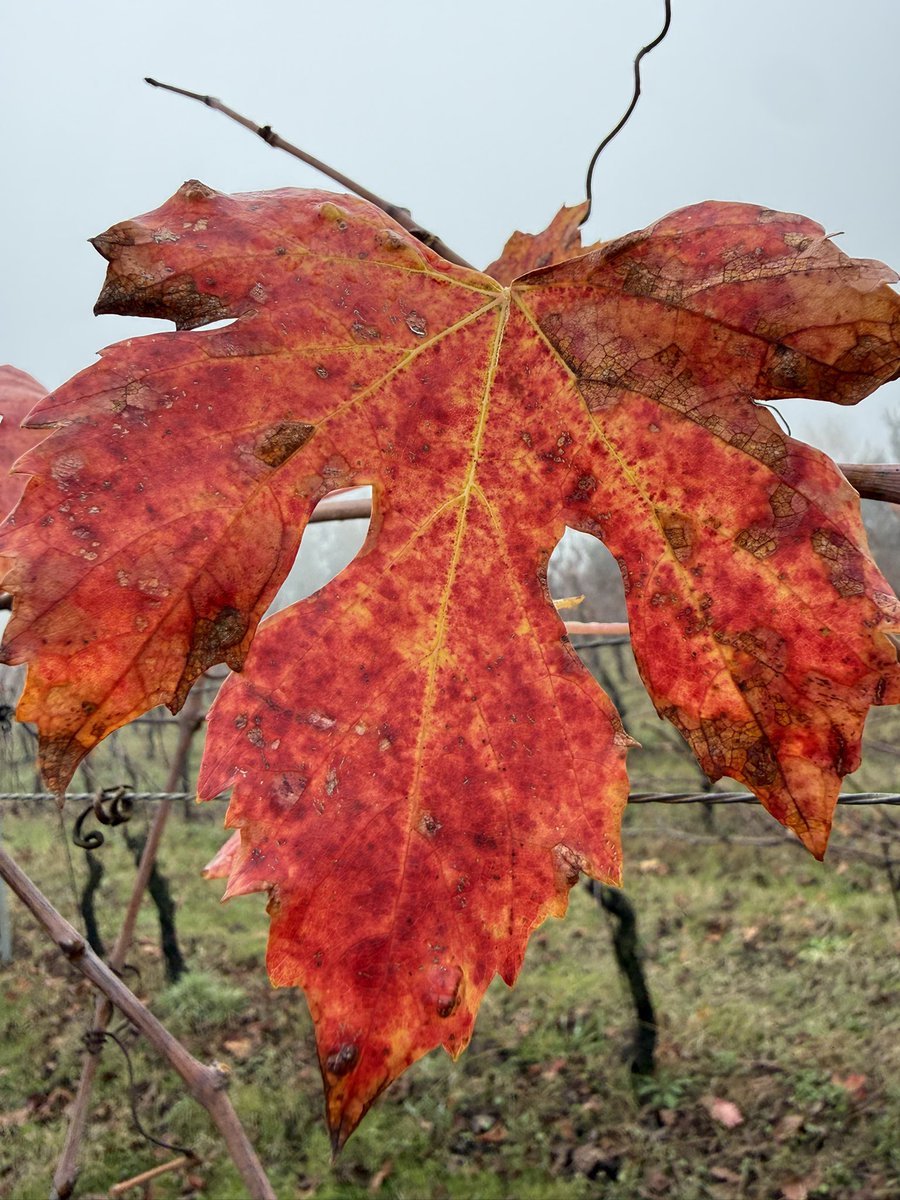 92 pts — Trebulanum
Casavecchia. Volcanic soil. Northern Campania.
Thank you <a href="/JamesSuckling/">James Suckling</a>.

#Trebulanum #CasavecchiaDOC #ItalianWine #WineRatings