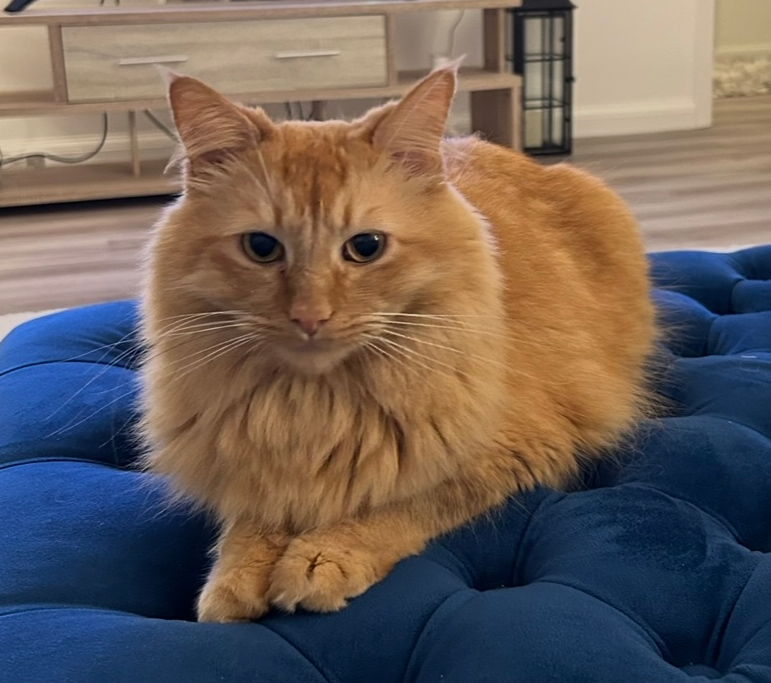 CatCall_UK's tweet image. Have you seen this dear Cat missing from Orchid Road Bexhill On Sea, see details and contact information catcall.org.uk/lost-and-found…
#CatMissinginBexhill #MissingCat #CatCall #GettingCatsHome #Caring4Cats #CatRescue #lovecats