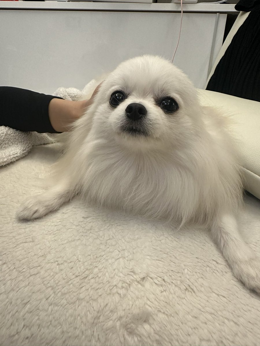 ポメラニアンのえま🐶🍼‎🤍 (@emmapom918) / Posts / X