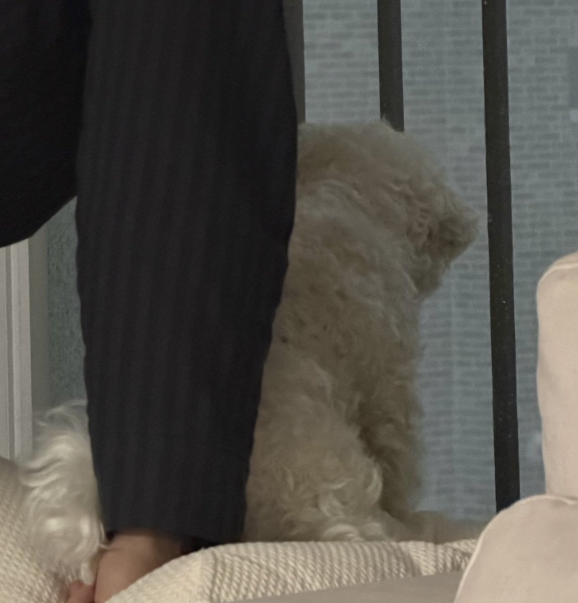 wit_hYc's tweet image. 제발 뒷통수 한번만 쓰다듬게 해주세요